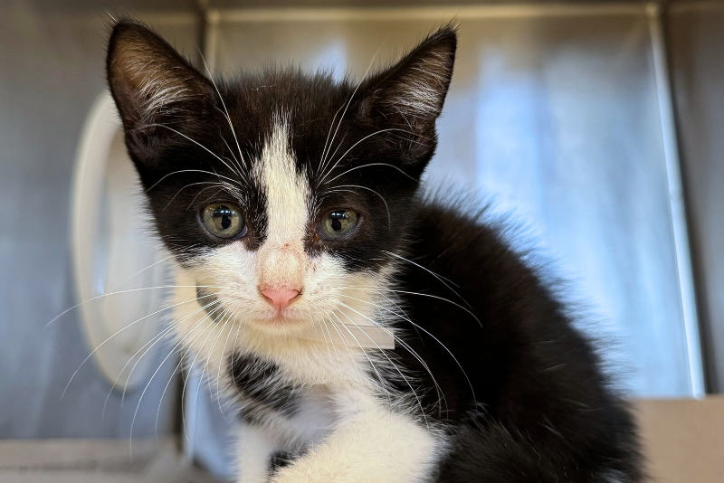 black and white kitten image